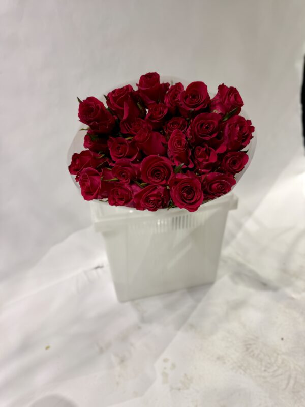 Роза Эквадор красного цвета 25шт в упаковке