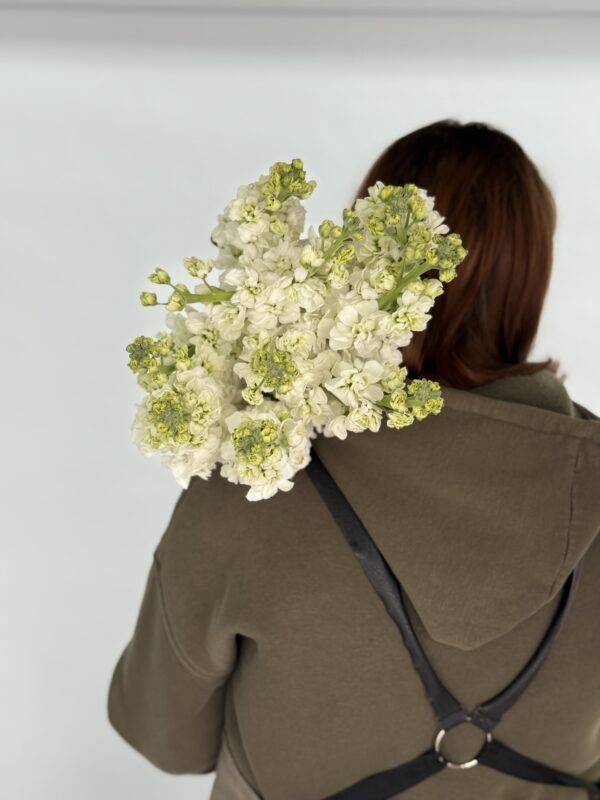 Матиола импорт пачка 10 шт