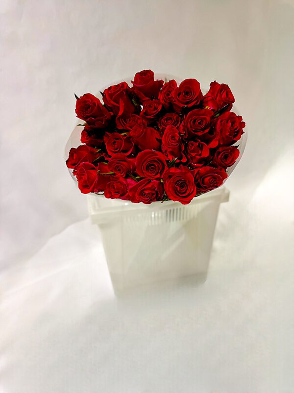 Роза Эквадор красного цвета 25шт в упаковке
