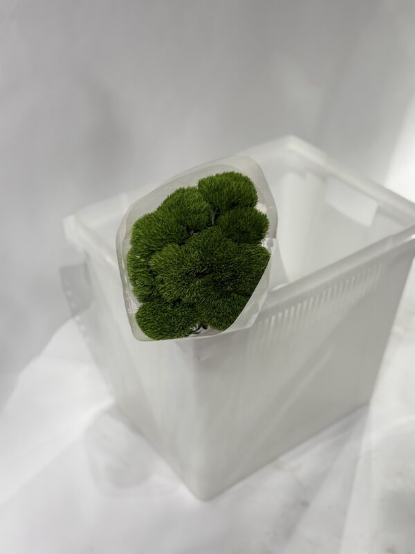 Гвоздики Green Trick 9шт в упаковке