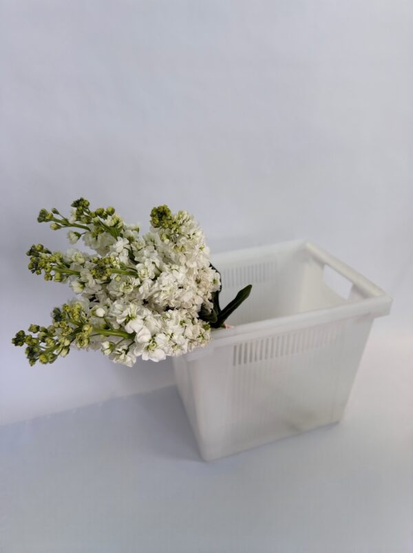 Матиола импорт пачка 10 шт