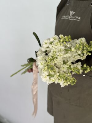 Матиола импорт пачка 10 шт Матиола импорт пачка 10 шт