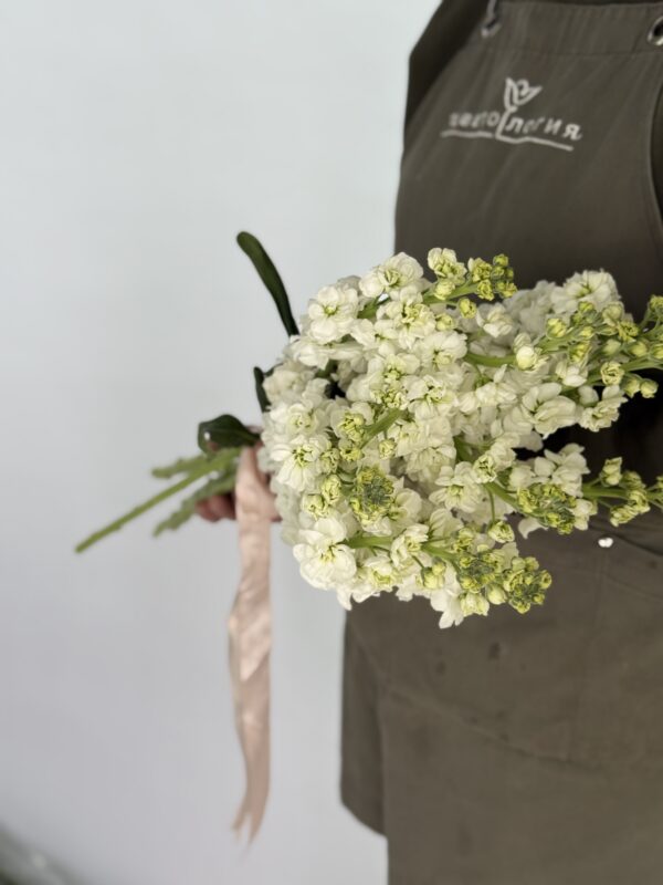 Матиола импорт пачка 10 шт