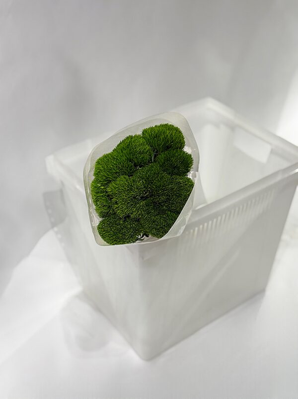 Гвоздики Green Trick 9шт в упаковке