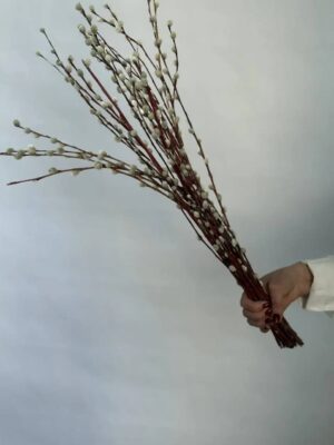 Верба (31шт) Верба (31шт)